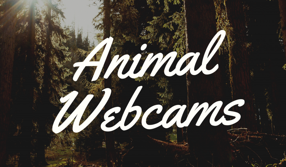 Animal Webcams